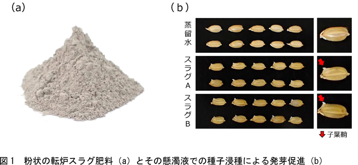 粉状の転炉スラグ肥料（a）とその懸濁液での種子浸種による発芽促進（b）