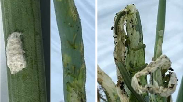【注意報】ネギ、豆類、花き類にシロイチモジヨトウ　府内全域で多発のおそれ　京都府.jpg
