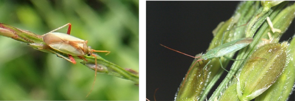 写真1：アカスジカスミカメ（左）と写真2：アカヒゲホソミドリカスミカメ（提供：山形県病害虫防除所）