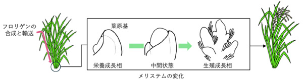 図2：フロリゲンによる茎頂メリステムの成長相転換