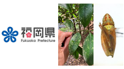 【特殊報】サカキに「サカキブチヒメヨコバイ」県内で被害を確認　福岡県