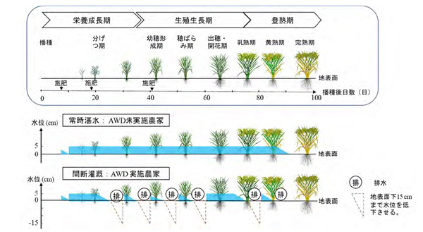 メコンデルタにおける間断灌漑技術のメリットをLCAで評価　国際農研