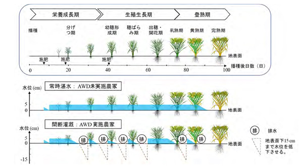 図1：常時湛水と間断かんがい（AWD）における一作期中の水管理（例）