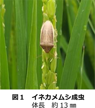 図1：イネカメムシ成虫。体長約13ｍｍ（提供：群馬県農業技術センター）