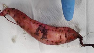 【特殊報】サツマイモ基腐病　県内で初めて確認　三重県