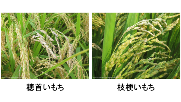 穂首いもち（左）と枝梗いもち（提供：大分県農業研究部病害虫対策チーム）