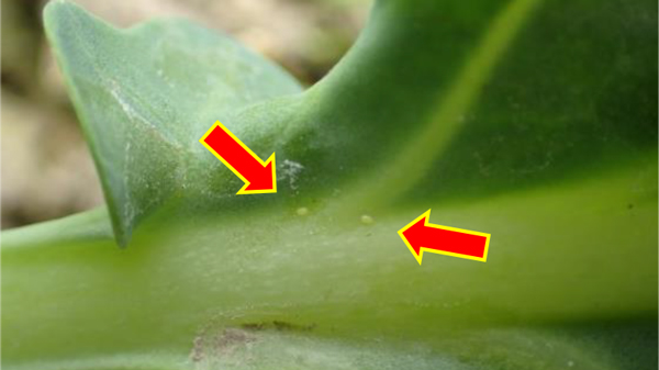 【注意報】あぶらな科野菜にコナガ多発傾向　防除の徹底を岩手県.jpg