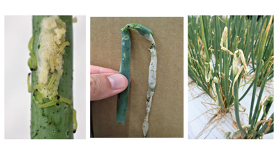 【注意報】ネギにシロイチモジヨトウ　県内全域で多発のおそれ　三重県