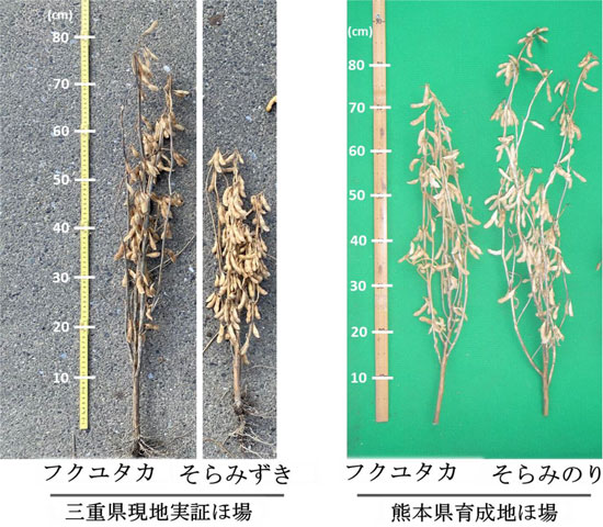 「そらみずき」と「そらみのり」の草姿