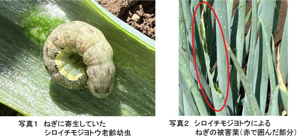写真1：ねぎに寄生していたシロイチモジヨトウ老齢幼虫と写真2：シロイチモジヨトウによるねぎの被害葉（赤で囲んだ部分）（提供：宮城県病害虫防除所）