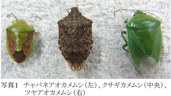 写真1：チャバネアオカメムシ（左）、クサギカメムシ（中央）、ツヤアオカメムシ（右）（提供：宮城県病害虫防除所）