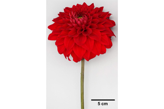 「エターニティファイヤー」の花