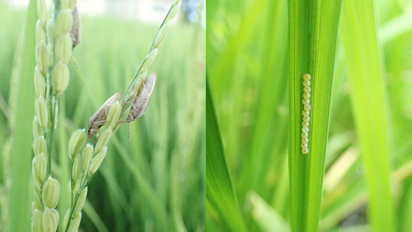 写真1：穂を加害する成虫と写真2：卵塊（提供：埼玉県病害虫防除所）