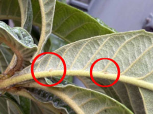 葉裏に寄生するビワキジラミ成虫（写真提供：京都府病害虫防除所）