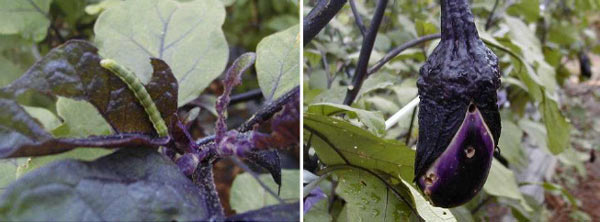 幼虫による葉の食害（ナス）・幼虫による果実の侵入痕（ナス）（写真提供：埼玉県病害虫防除所）