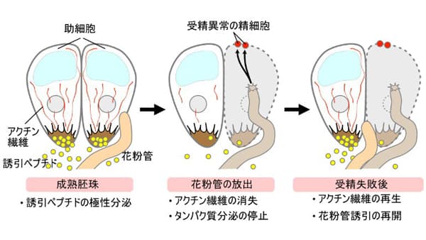 図1：助細胞のアクチン繊維による花粉管誘引ペプチド分泌の制御