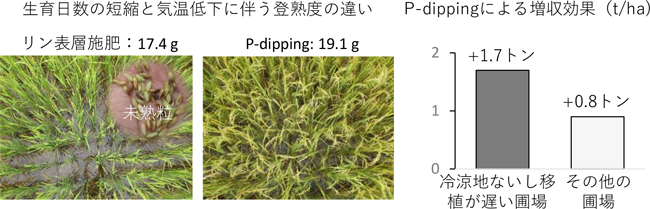 図3.P-dippingによる低温ストレスの回避効果