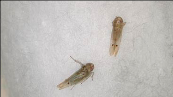 【特殊報】ナスにフタテンミドリヒメヨコバイ　県内で初めて確認　岡山県