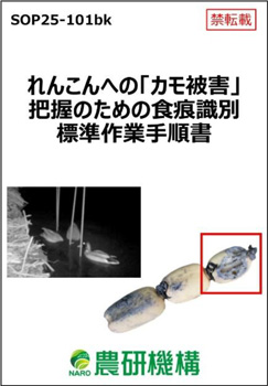 れんこんへの「カモ被害」把握のための食痕識別標準作業手順書