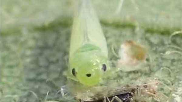 写真4：モモヒメヨコバイの成虫（頭頂部の黒点）（写真提供：茨城県県病害虫防除所）