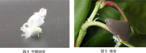 図4：中齢幼虫、図5：成虫（提供：大阪府病害虫防除グループ）