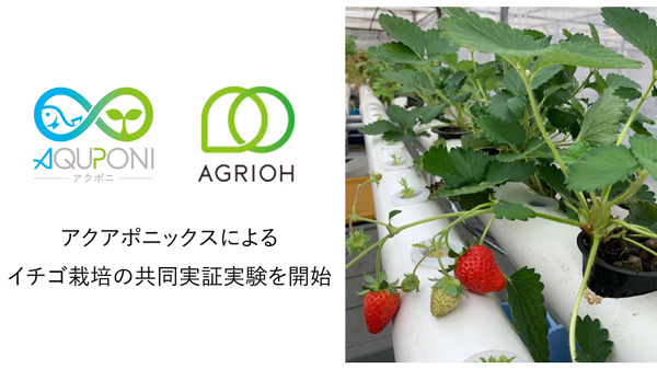 アグリ王×アクポニ　アクアポニックスによる「イチゴ栽培」実証実験開始