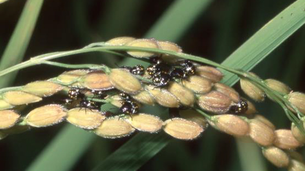 ミナミアオカメムシ幼虫（写真提供：高知県病害虫防除所）