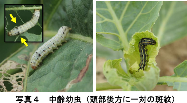 写真4：中齢幼虫（頭部後方に一対の斑紋）（提供：兵庫県病害虫防除所）