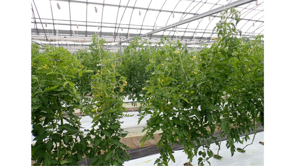 図1：生育が不ぞろいになった発病ほ場（提供：山口県病害虫防除所）