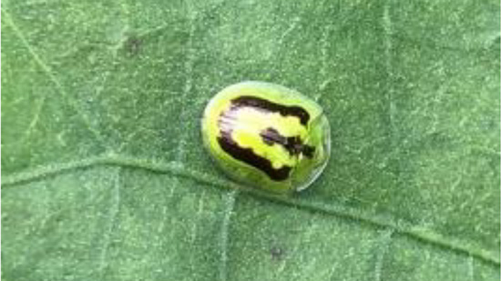 写真1：成虫（体長4～5mm）（写真提供：千葉県農林総合研究センター）
