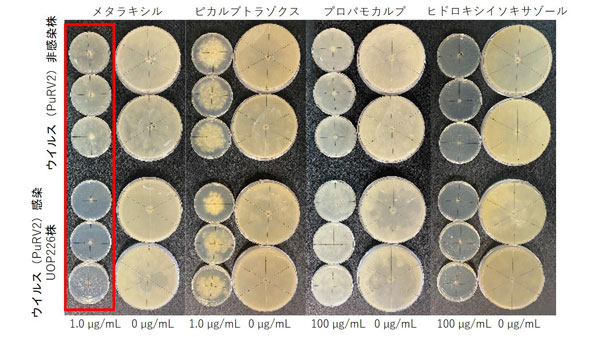 図1：ウイルス（PuRV2）感染株と非感染株の薬剤感受性の比較