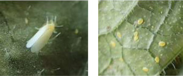 左から、図4：タバココナジラミ成虫（体長1mm程度）、図5：タバココナジラミ幼虫（体長0.8～1mm程度）（提供：大阪府環境農林水産部）