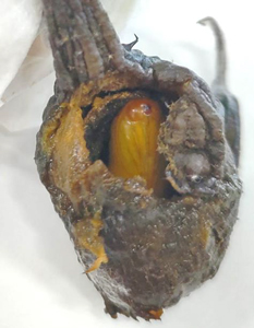 食害したナス果実内で蛹化したオオタバコガ（写真提供：埼玉県病害虫防除所）