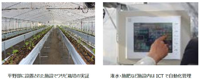 ICTを活用　静岡県平野部で「畑わさびの施設園芸」実証開始　NTT西日本