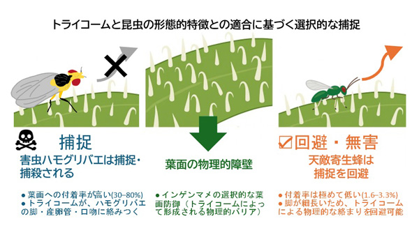 害虫は捉えて天敵は活かす　植物の防御戦略の仕組みを解明　静岡大学.jpg