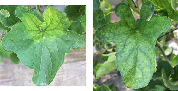 左から、図1：一部が黄化した葉、図2：全体が退緑した葉（提供：島根県病害虫防除所）