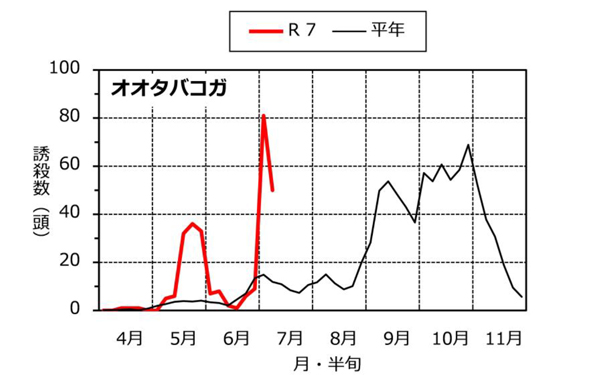図：フェロモントラップによるオオタバコガ成虫の誘殺状況（近江八幡市安土町大中）
