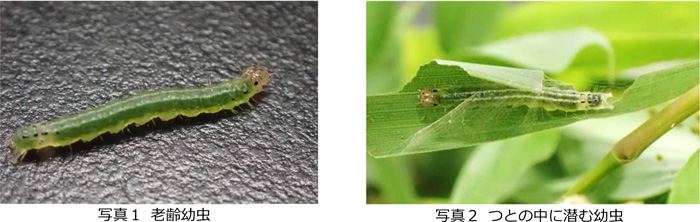 写真1：老齢幼虫、写真2：つとの中に潜む幼虫（提供：大阪府農政室）