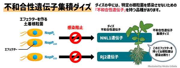 不和合性遺伝子集積ダイズ