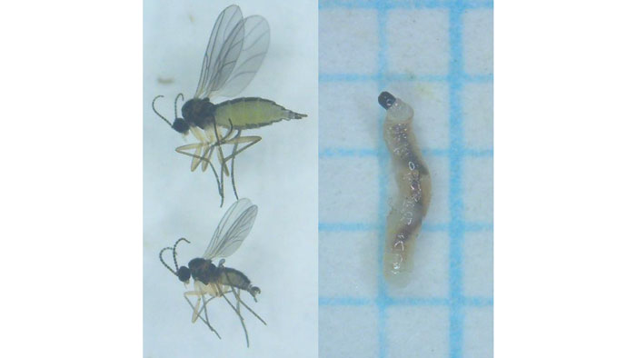 左から、チバクロバネキノコバエ成虫（上：雌 下：雄）、チバクロバネキノコバエ幼虫（写真提供：東京都病害虫防除所）