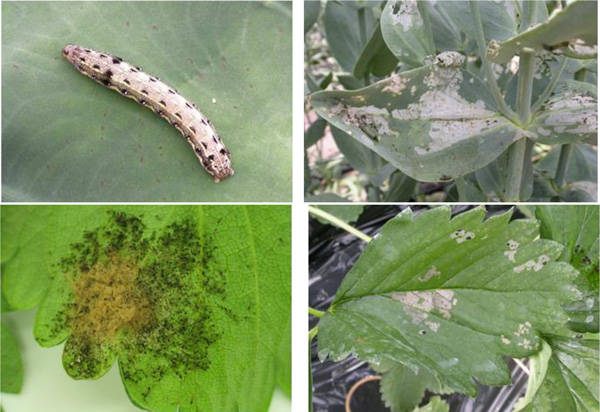 野菜類・花き類にハスモンヨトウ　浜通りで多発のおそれ　福島県.jpg