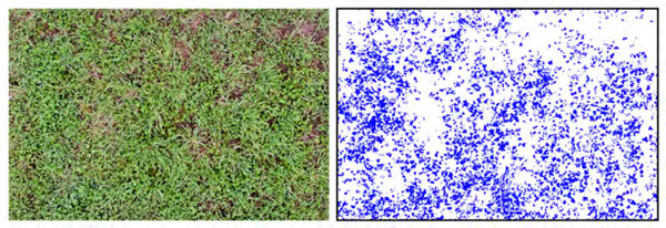 イネ科牧草・マメ科牧草混播草地の空撮画像（左）とマメ科牧草領域を人手で塗り分けた画像