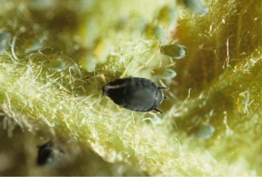 図4：ワタアブラムシ（提供：島根県病害虫防除所）