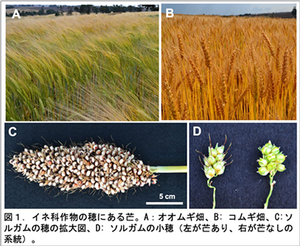 穀物の「芒（ぼう）」ができなくなるしくみを解明　岡山大学