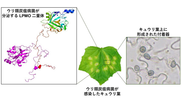 ウリ類炭疽病菌の感染葉および付着器から分泌されるLPMO二量体