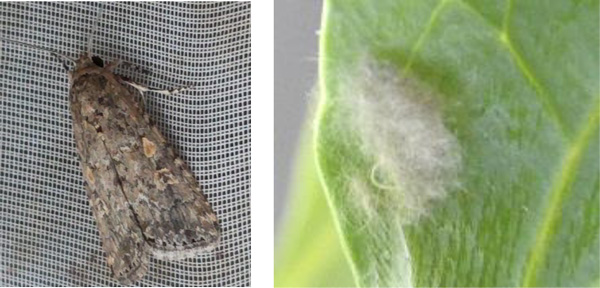左から、写真2：シロイチモジヨトウの成虫、写真3：卵塊（提供：広島県西部農業技術指導所）