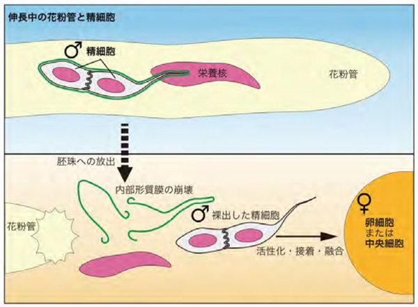 上：受精直前の細胞裸出。伸長中の花粉管における精細胞。2つ1組がまとめて内部形質膜で覆われ、先端へ輸送される。  下：胚珠に放出された受精直前の細胞。内部形質膜が崩壊した後、裸出した精細胞が活性化、卵細胞または中央細に接着、融合を経て受精完了する。