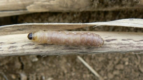 イネヨトウの幼虫（写真提供：沖縄県病害虫防除所）