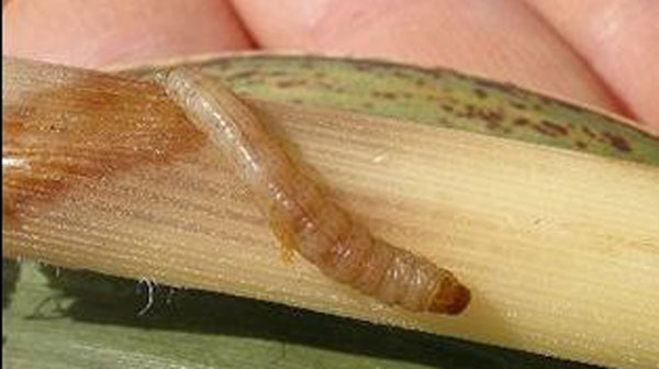 図3：カンシャシンクイハマキ幼虫（写真提供：沖縄県病害虫防除技術センター）