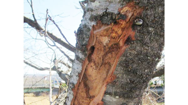 【特殊報】サクラにクビアカツヤカミキリ　県内で初めて発生を確認　岐阜県.jpg